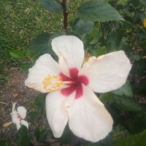 Meet your Posher, Harrison